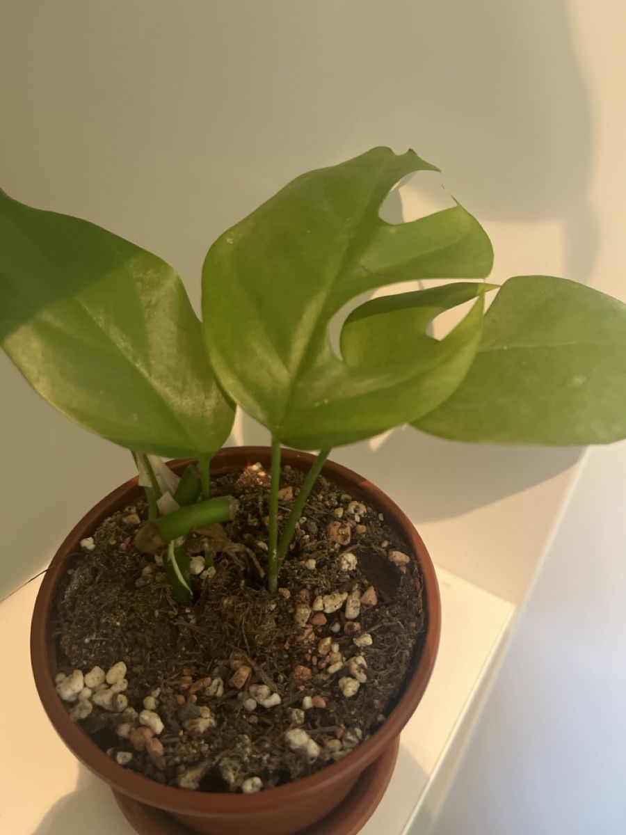 Piante & sementi: R. tetrasperma 🌱 – Usato da geroldswil venduto da Mimisa 1