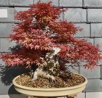 Acer palmatum benichidori Bonsai