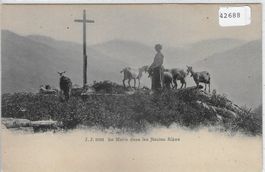 Le matin dand les Hautes Alpes - Ziegen, chevres goats