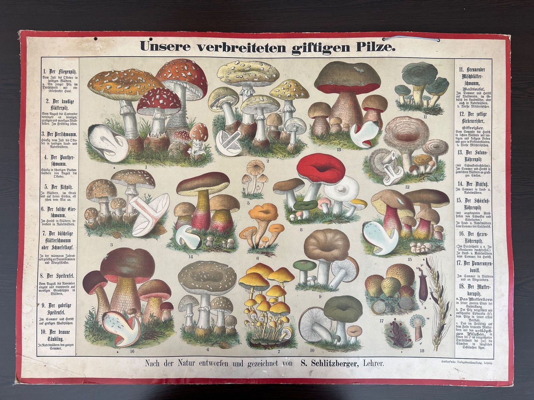 Foto & Immagini: Schulwandbild giftige Pilze – Usato da Uetikon am See venduto da pixxel14