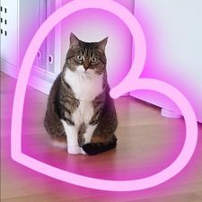 Profile image of fourpaws