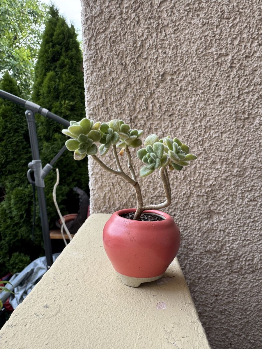 Plantes & graines: Micro Sukkulenten Bonsai – D'occasion à Rümlang par Gruseh.ch 3