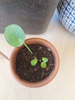 Pilea Peperomioides, Ufopflanze