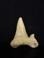 Versteinerter Fisch Fossil HAIFISCH HAIFISCHZAHN MAROKKO