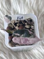 Alocasia Bambino Pink Albovariegata 