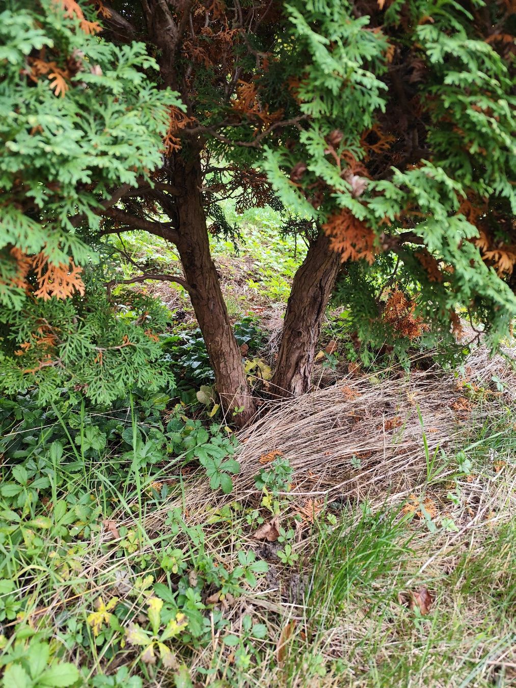 Piante & sementi: Thuja 2 Stück – Usato da Kerzers venduto da sb_12 2