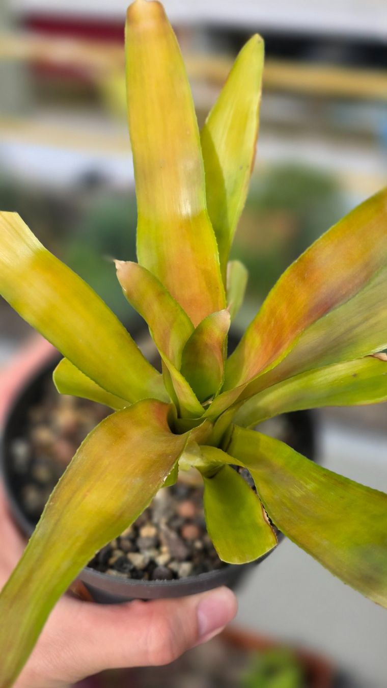Piante & sementi: Bromelia – Nuovo (secondo la descrizione) da Zürich venduto da The_Plant_Wizard
