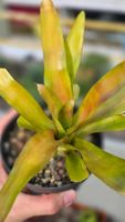 Bromelia