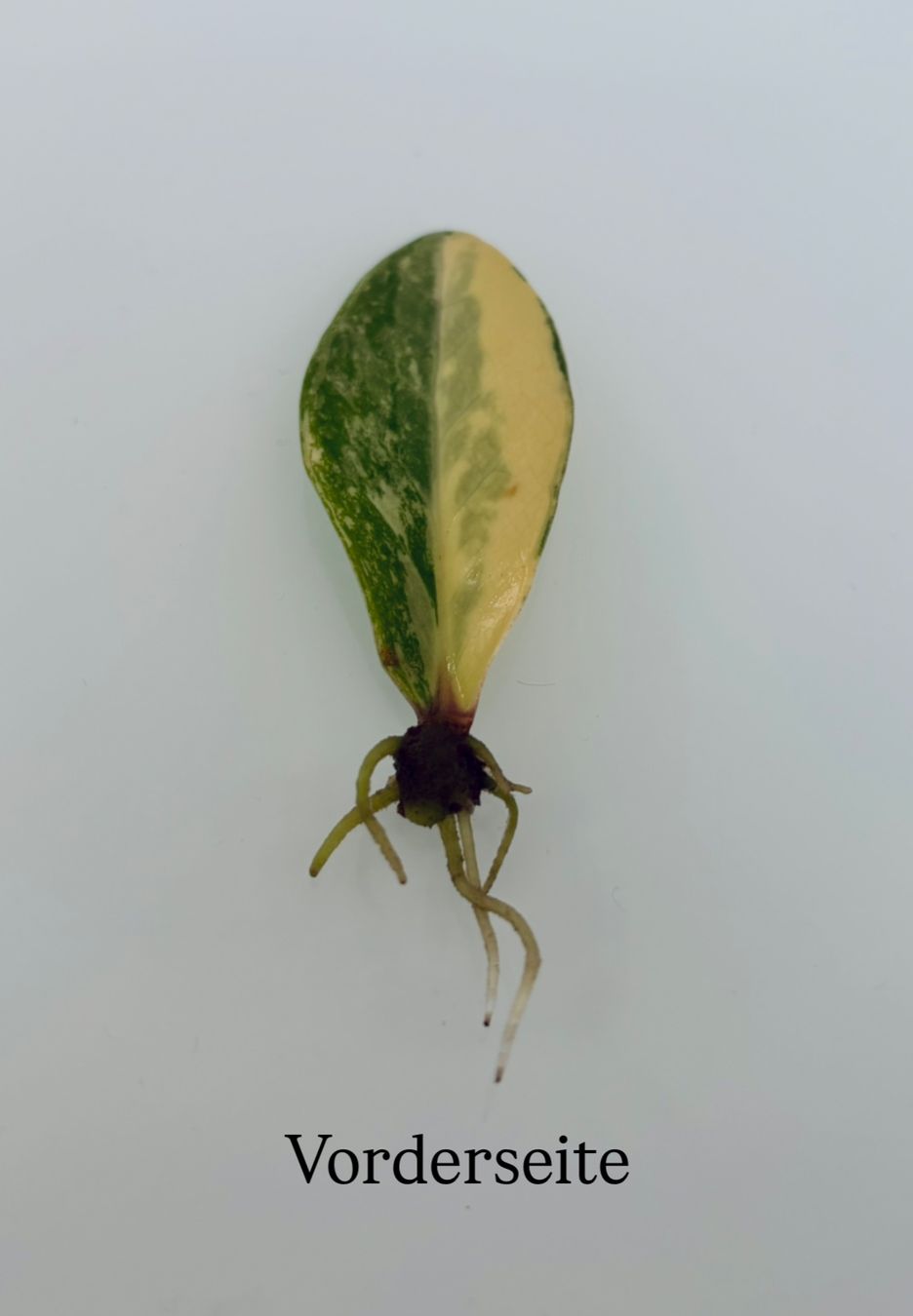 Pflanzen & Samen: Zamioculcas Zamiifolia Variegata – Gebraucht aus Spreitenbach von GreenThumb