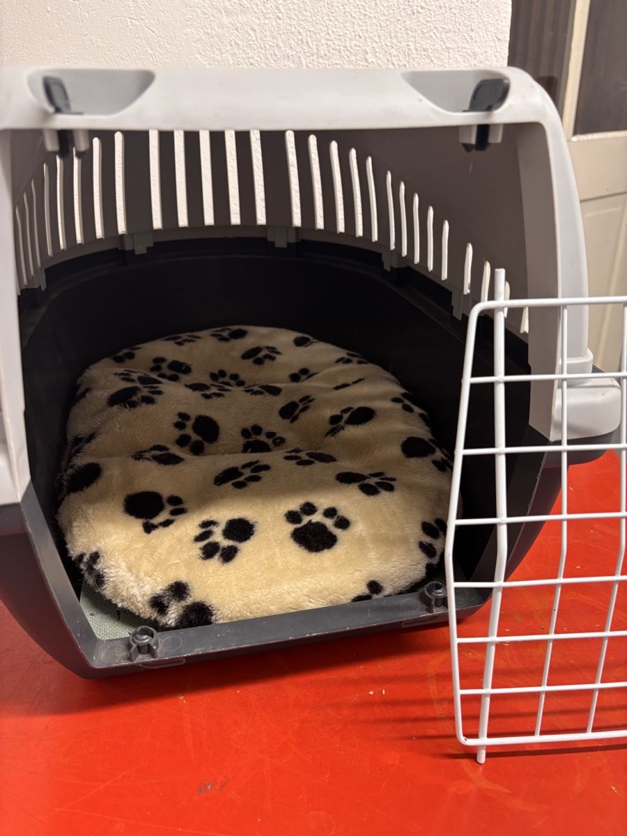 Gabbie, trasporto & Sicurezza: Transportbox Katze mit Kissen – Usato da Basel venduto da Jillcaarmen 2