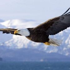 Profile image of Black.White.Eagle.83