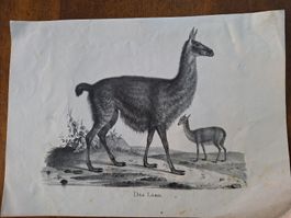 DAS LAMA