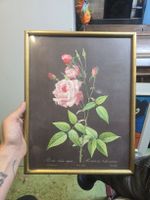 Bild P.J. Redoute Rosa Indica vulgaris Goldrahmen 31.5 x 41