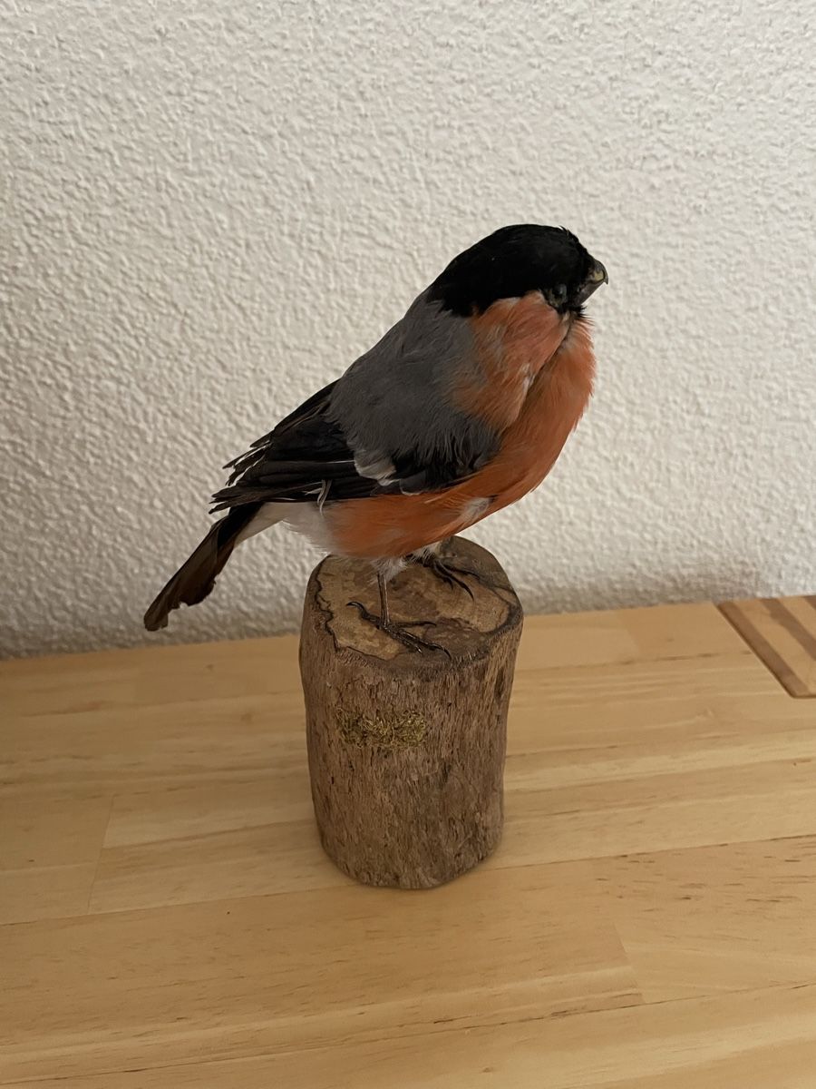 Welt der Tiere: Präparat eines Gimpel/Dompfaff Männchens – Gebraucht aus Degersheim von Finch21 1