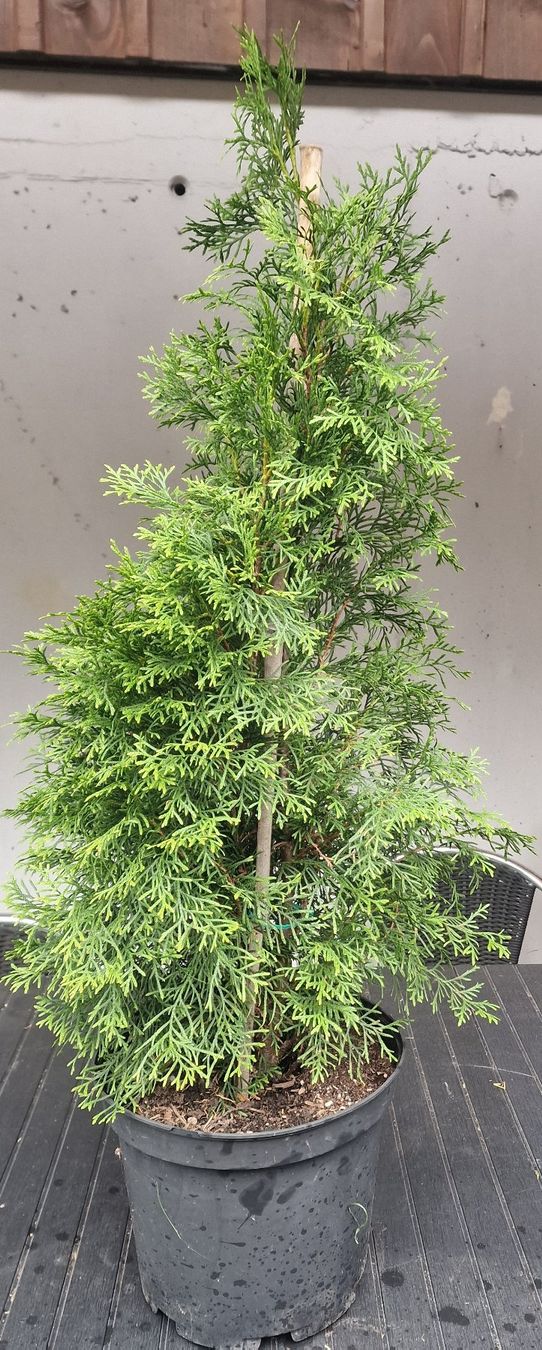 Piante & sementi: Lebensbäume Thuja im Topf ca.100 cm. – Usato da Uerkheim venduto da Justi.y 3