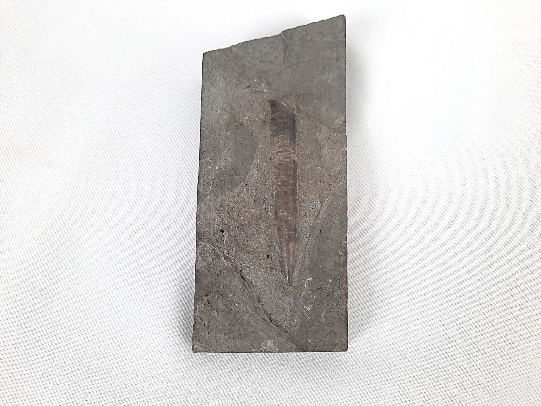 Fossili: Schönes Fossil – Usato da Beinwil am See venduto da Restwert_Beinwil 2