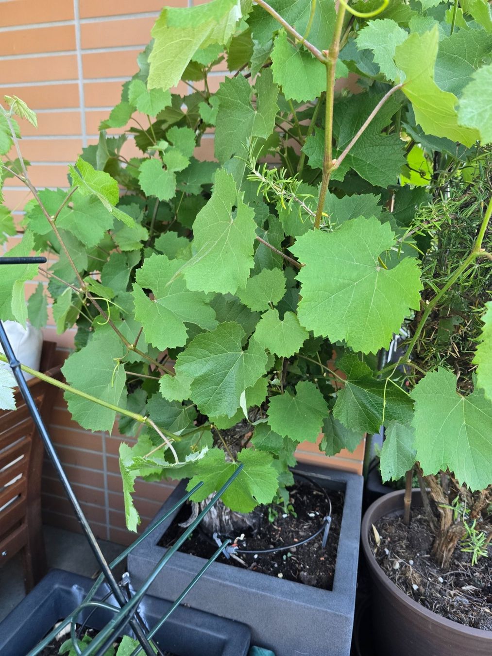 Piante & sementi: Weinstock Trauben Pflanzen – Usato da Bergdietikon venduto da ewa1005