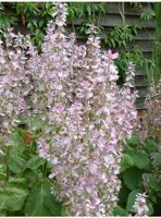 50 Sa. Salvia Sclarea Muskatellersalbei