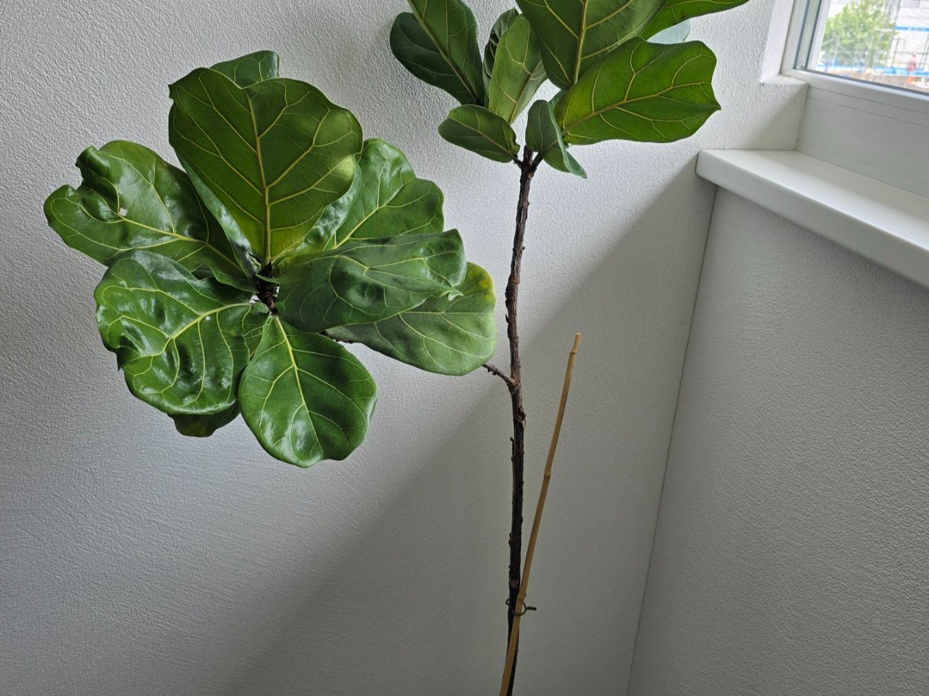 Piante & sementi: Ficus Lyrata – Usato da Neuhaus SG venduto da Hirschharry