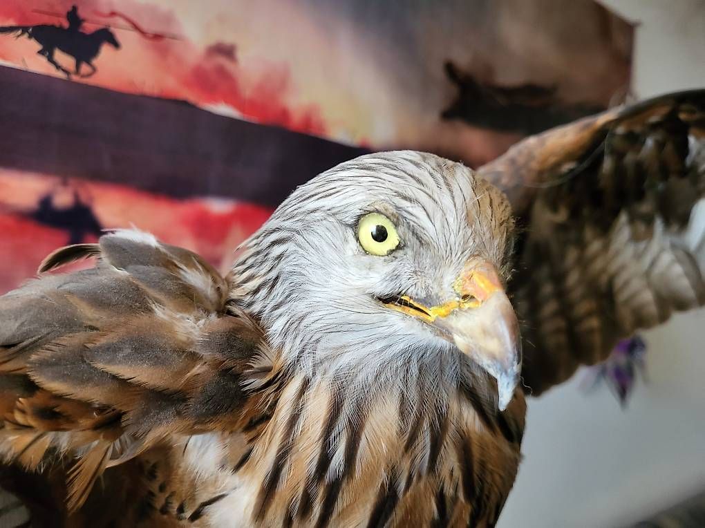 Il mondo degli animali: Rotmilan präperation – Usato da Wittenbach venduto da AquaSafe 1