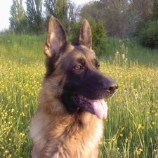 Profile image of imesch01