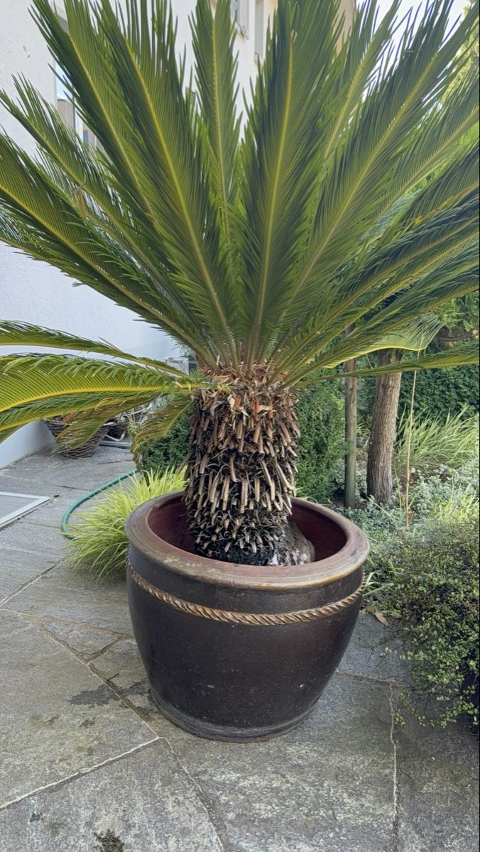 Pflanzen & Samen: Cycas Palme – Gebraucht aus St. Pantaleon von Ymanu