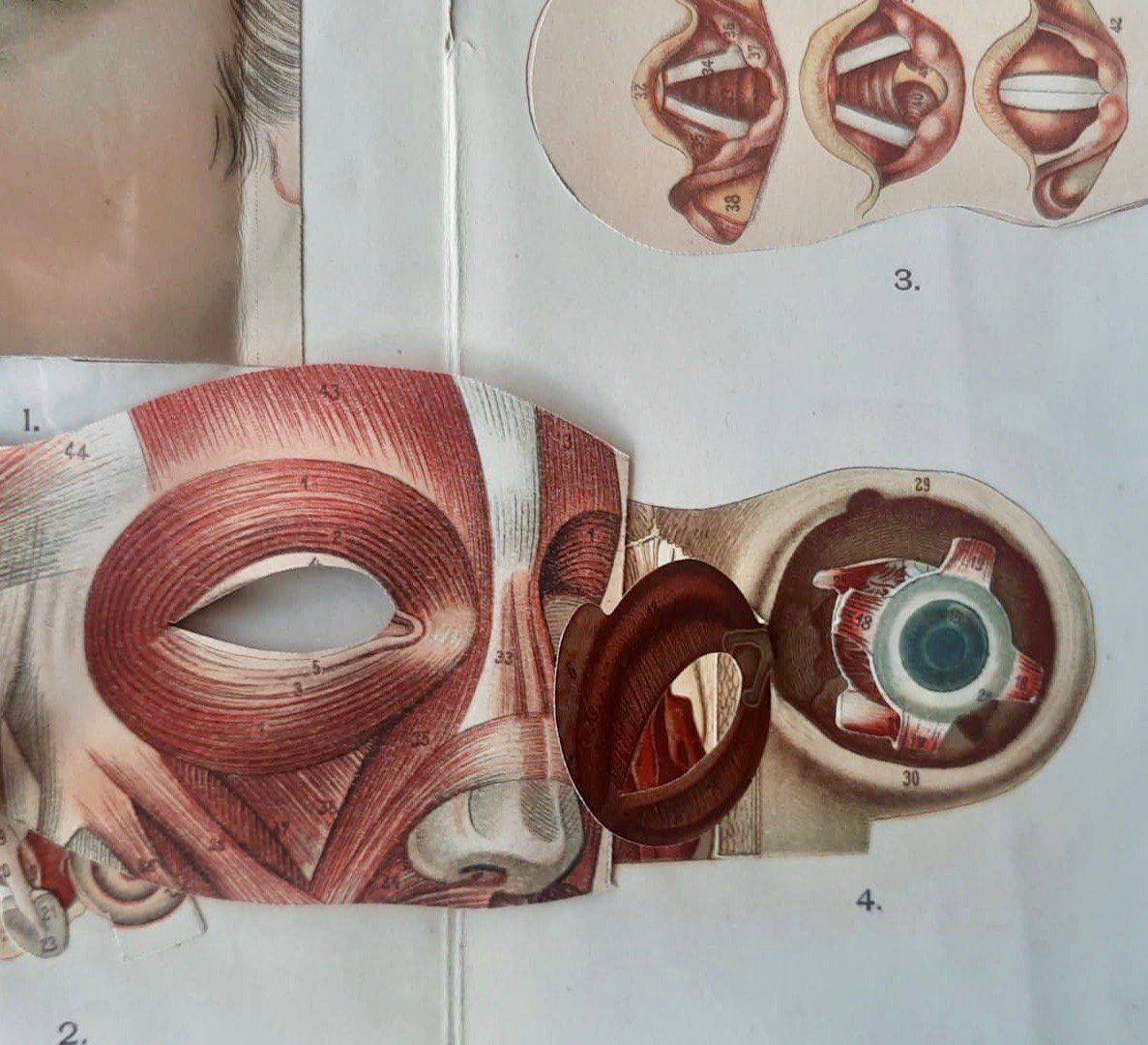 Incisioni: ANATOMIE - ECORCHE - MEDECINE - Début 1900 - – Usato da Sion venduto da Gravure8283 4