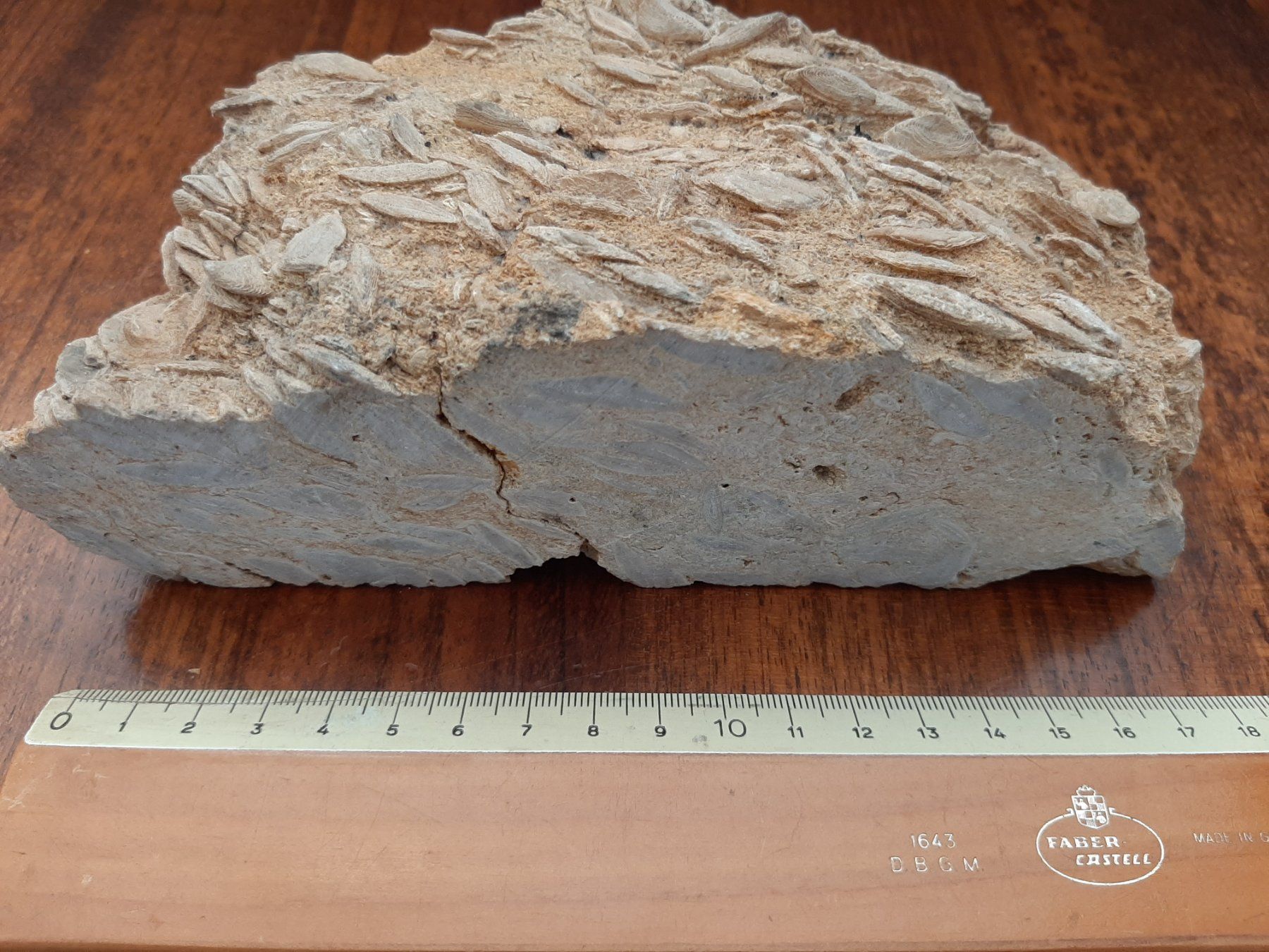Fossili: Einzeller Fossil – Usato da Rickenbach BL venduto da Oktober68 1