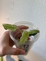😍 Alocasia Frydek Mint Baby (Nr. 2)