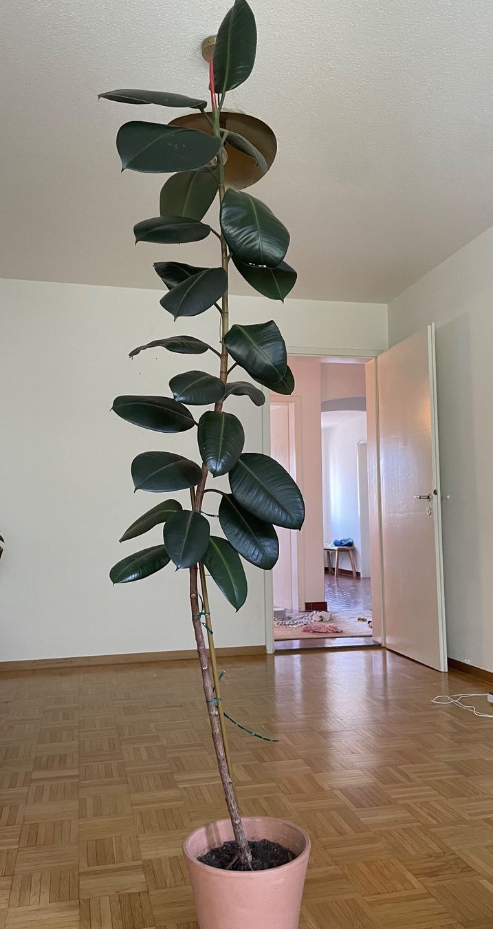 Pflanzen & Samen: Ficus elastica (Gummibaum) – Gebraucht aus Zürich von jes_2t5t
