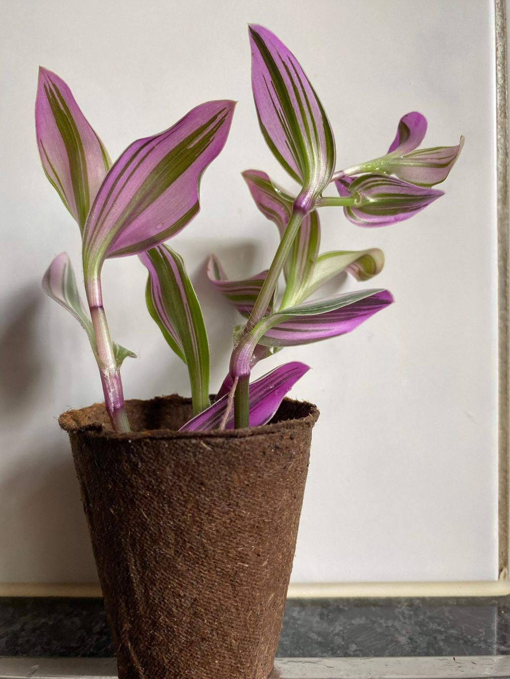 Piante & sementi: Tradescantia blossfeldiana Nanouk – Nuovo (secondo la descrizione) da Winterthur venduto da Aniger 4