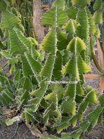 Euphorbia Grandicornis - aus KwaZulu-Natal / Swaziland