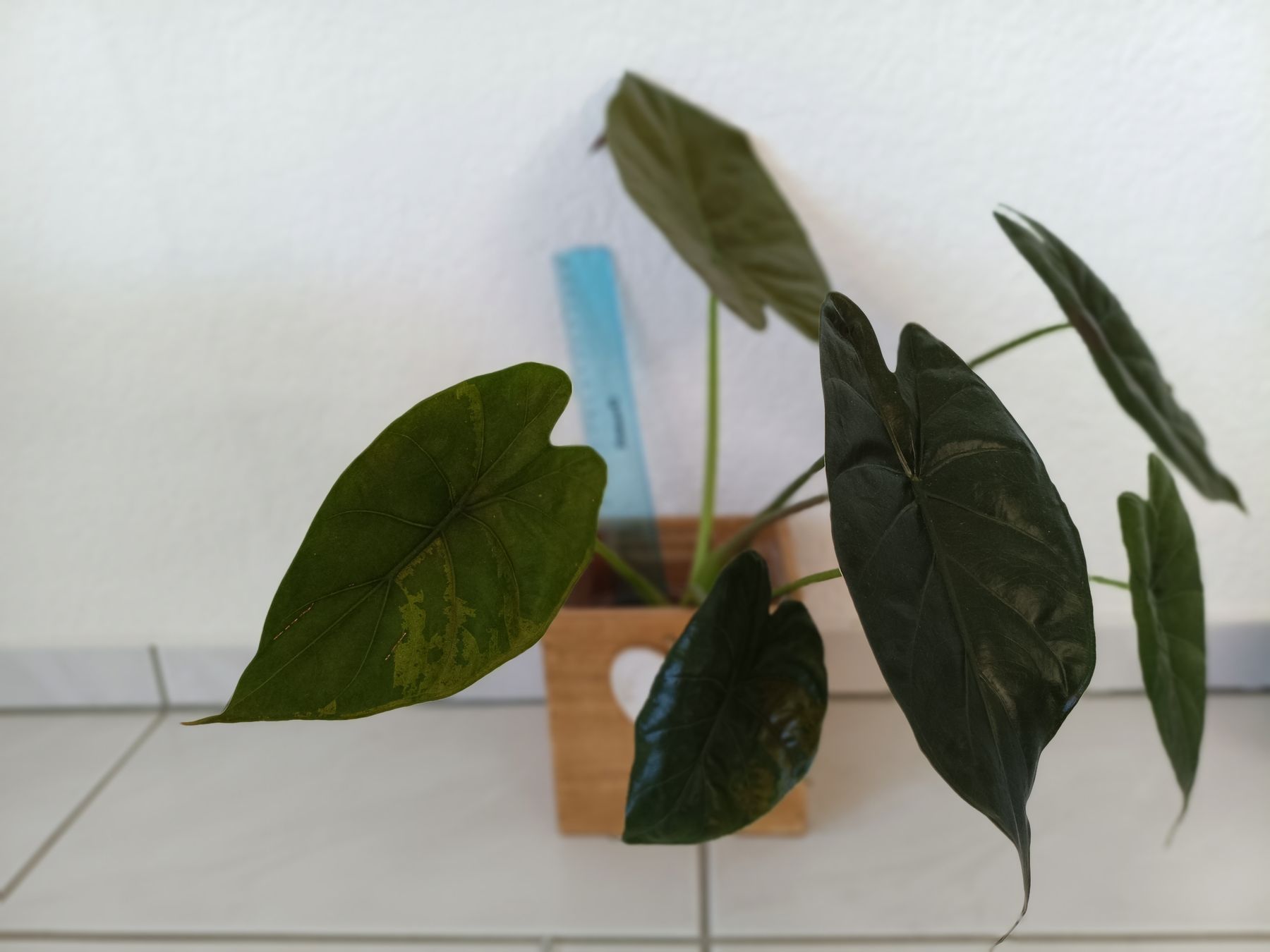 Pflanzen & Samen: Alocasia Regal Schields #3 – Neu und originalverpackt aus Walchwil von ass_8hxn 1