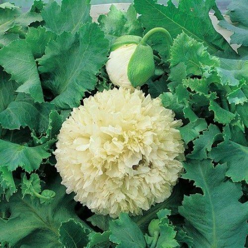 Piante & sementi: 500 Samen Mohn YELLOW PEONY – Nuovo (secondo la descrizione) da Ehrendingen venduto da VerveinaSamen 3