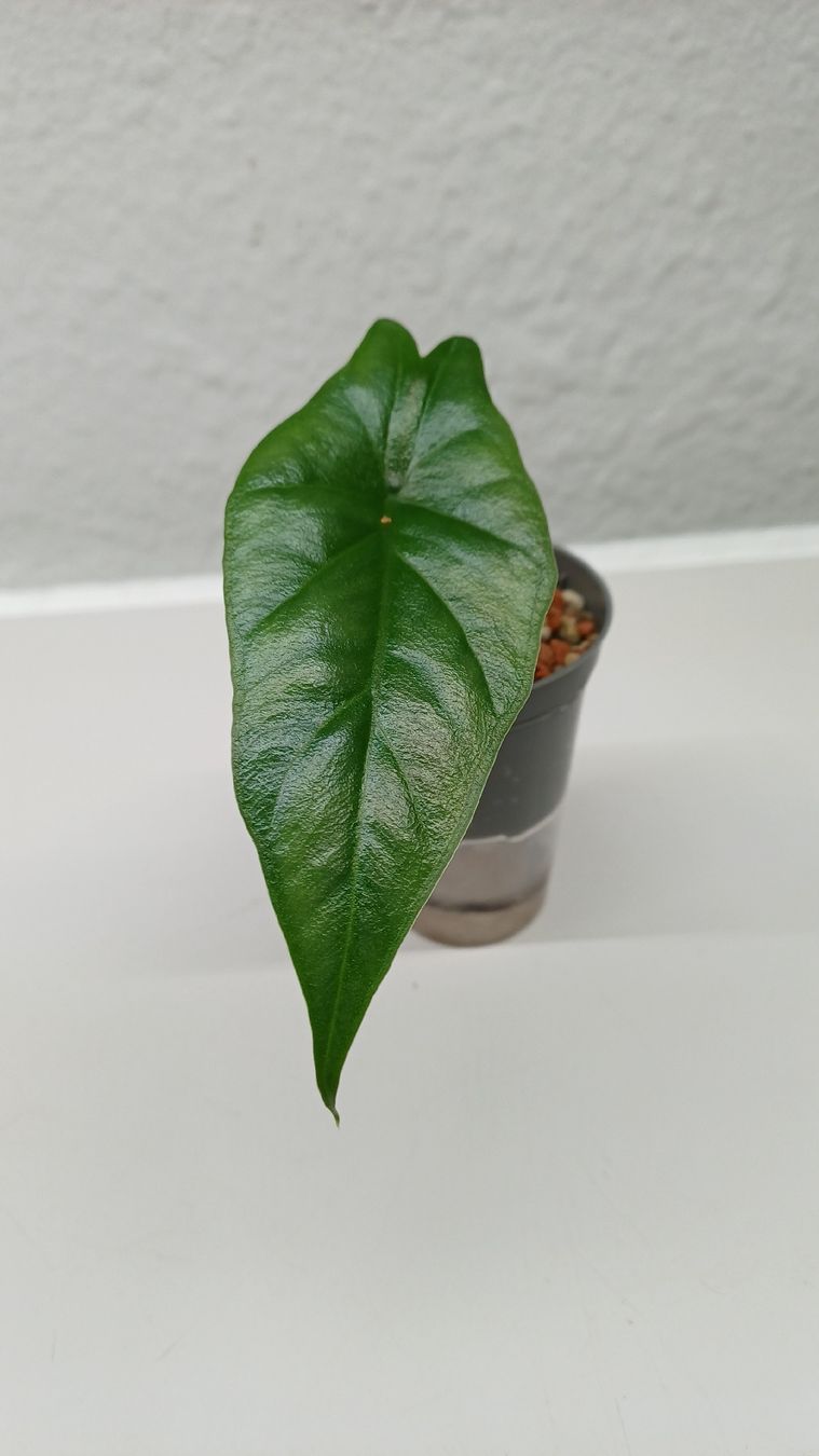 Plantes & graines: Monsteta BMF – D'occasion à Bern par uwi_8t7x 3