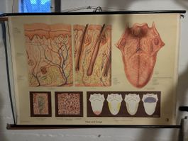Alte Schullehrtafel Haut/Zunge Anatomie, Top Zustand! (50)