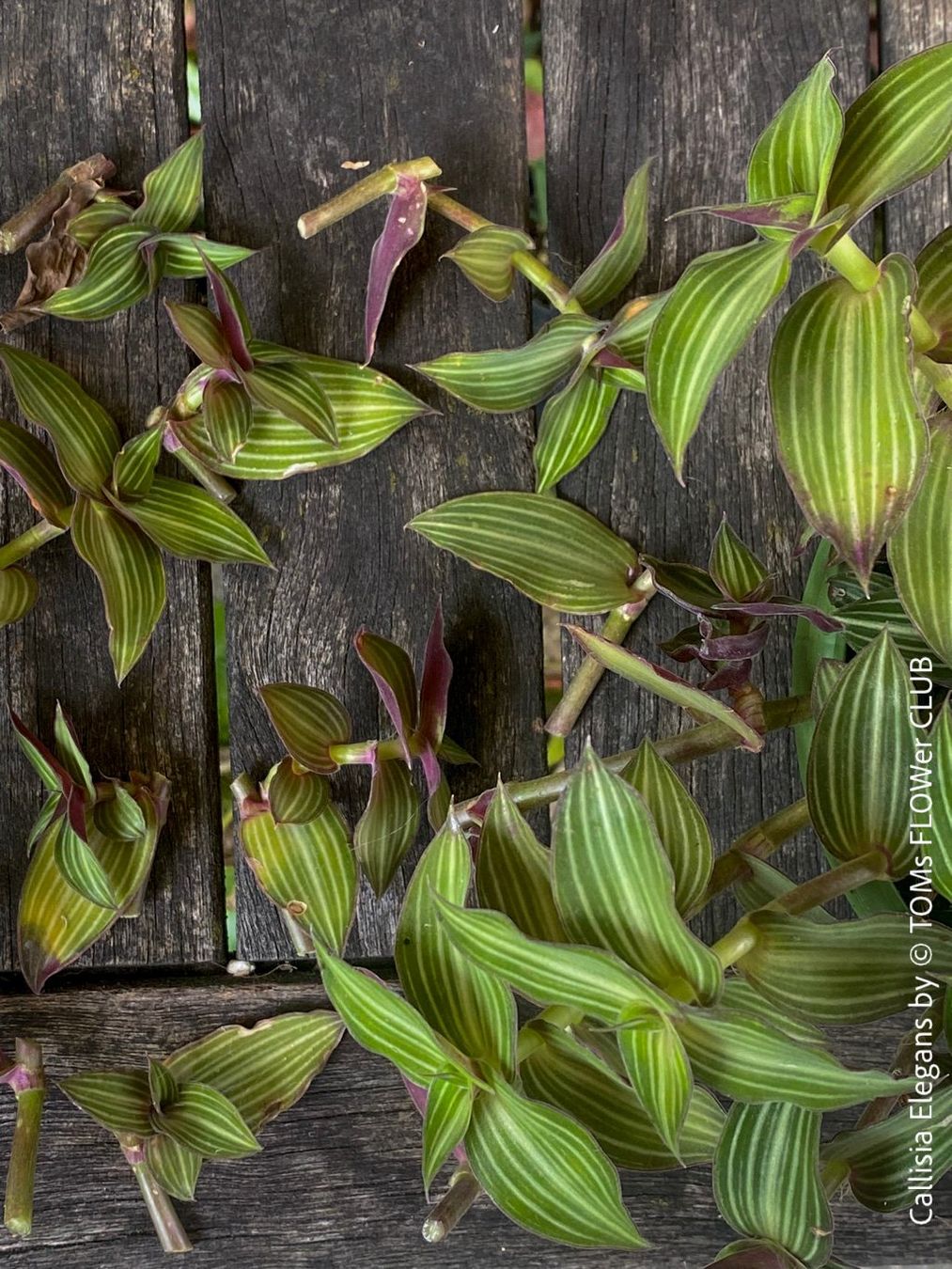 Pflanzen & Samen: Callisia Elegans verzaubert Dich mit ihren Blättern – Neu und originalverpackt aus Adliswil von astom369 2