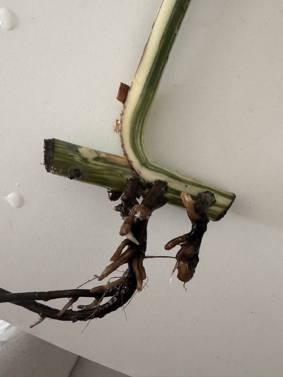 Pflanzen & Samen: Monstera Variegata Steckling – Gebraucht aus Benglen von Maune 2