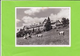 Hotel Kurhaus Weissenstein, weidende Kühe