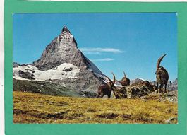Zermatt Matterhorn Steinböcke 1969