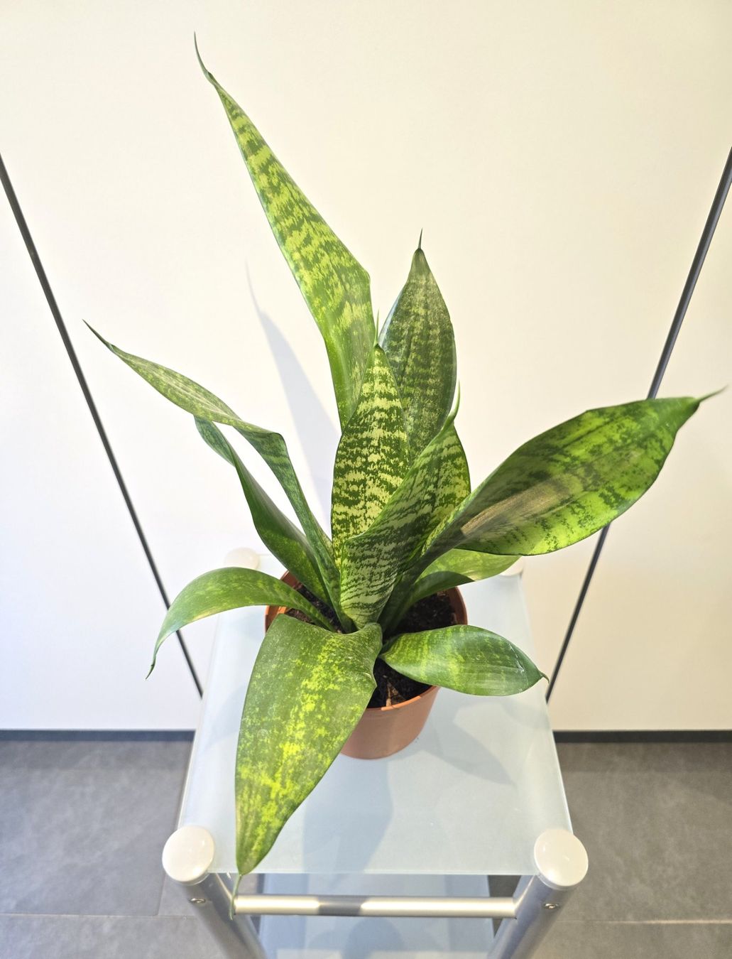 Piante & sementi: Pflanze Sansevieria / Bogenhanf 47 cm – Usato da Oetwil an der Limmat venduto da dhantal 5
