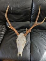 Hirschschädel mit Geweih, Jagdtrophäe, Deko, Schweiz