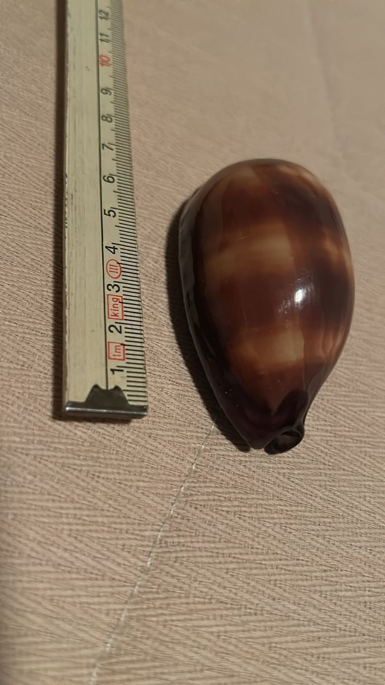 Fossiles: 4 conchiglie – D'occasion à Melano par H-Sara 2