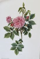 Botanische Rosen-Drucke & Lotte Günthart & Anne M Trechslin