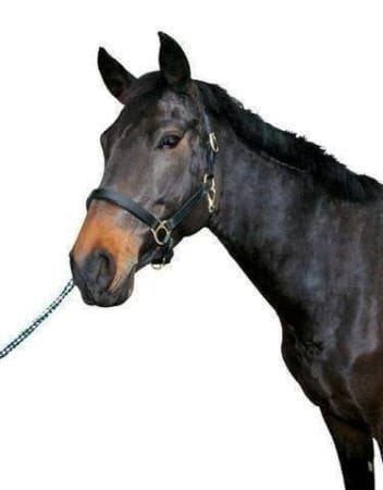Briglie & Cavezze: Pferde-Lederhalfter "Kent" schwarz Full – Nuovo e nell'imballaggio originale da St. Gallen venduto da schnaeppchen-preise