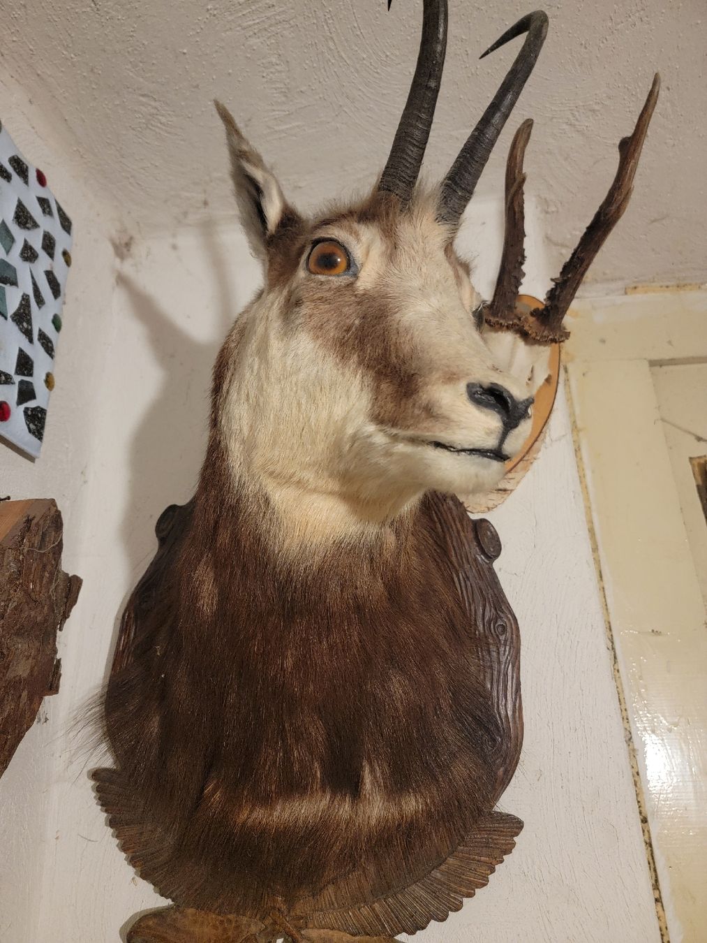 Monde des animaux: Ausgestopfte Gams – D'occasion à Sils im Domleschg par platin01 2