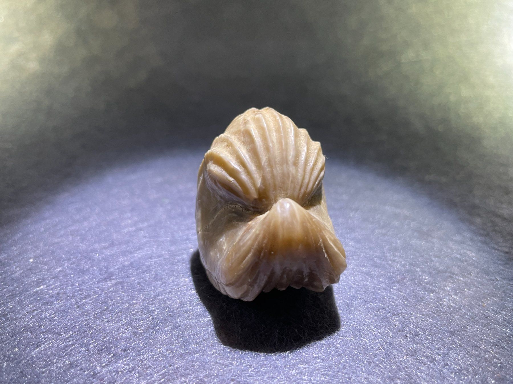 Fossilien: Fossile de Brachiopode - beau et grand – Neu (gemäss Beschreibung) aus Cernier von Gemy_Jam 2