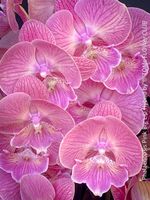 Phalaenopsis Pink Big Lip - wie ein pinkes Blütenmeer