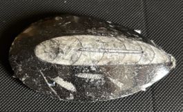 Orthoceras Fossil Tintenfisch 360 Mio Jahre alt Marokko