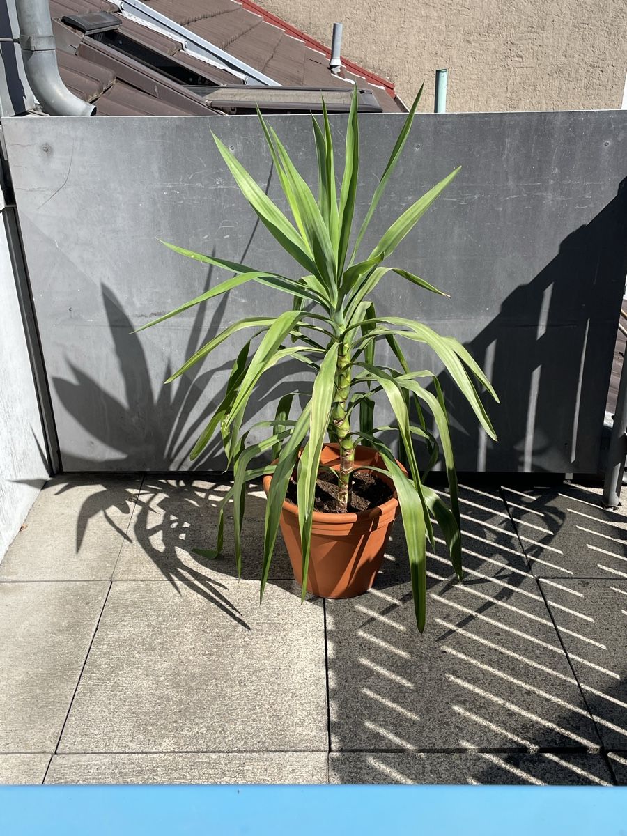 Piante & sementi: Yucca – Nuovo e nell'imballaggio originale da Basel venduto da aharon.no1